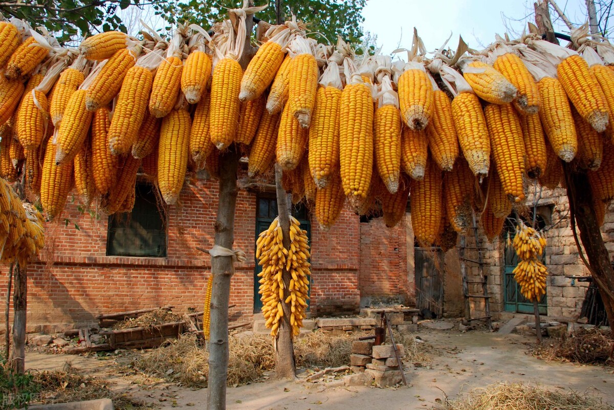 12月29日国内各地玉米价格发布