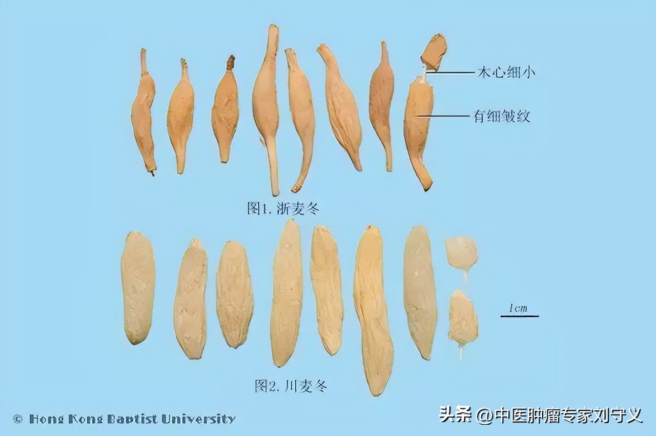 麦冬的功效与作用 麦冬的图片-文化号