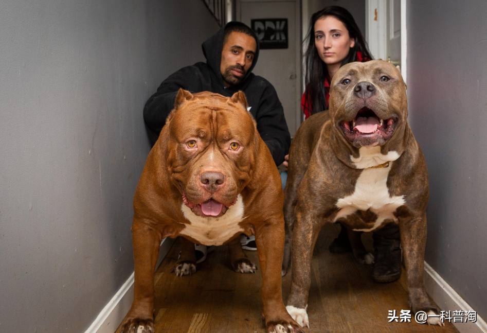 土佐犬多少钱一只(世界上最凶猛的十大恶犬) - 价格百科