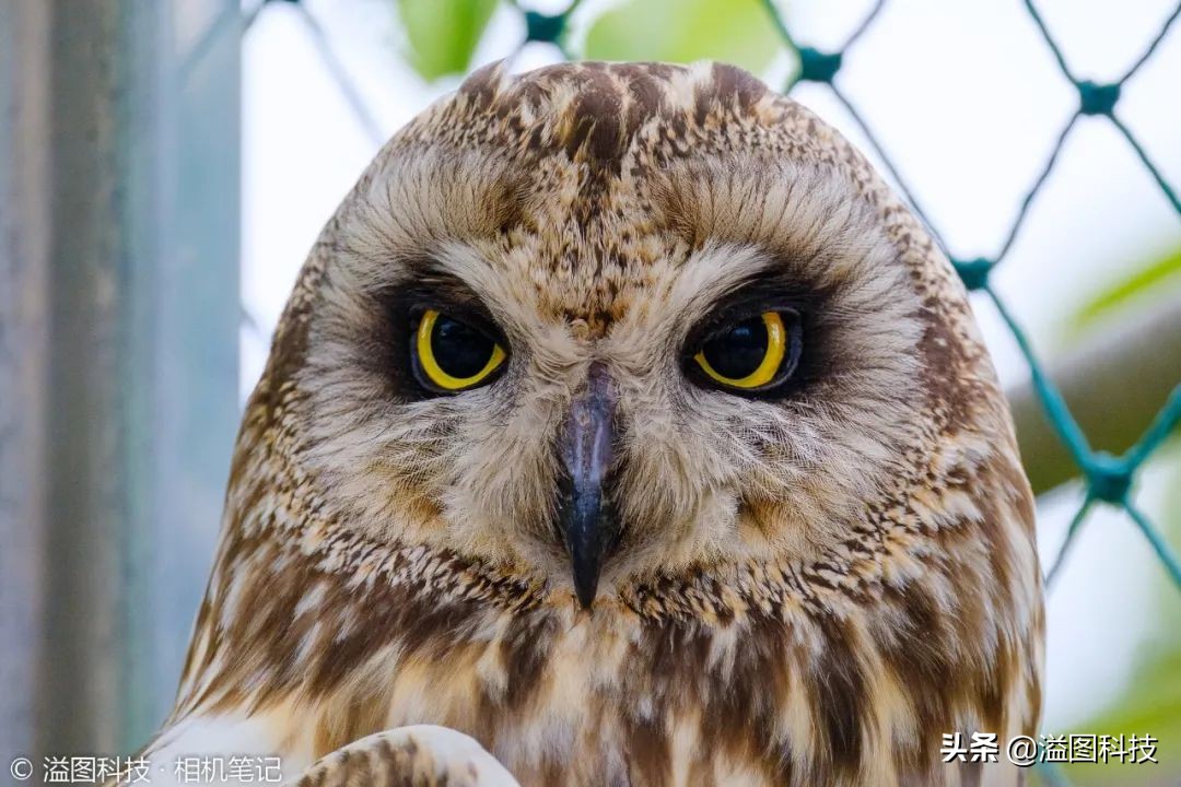 试玩一个兼具高性能与便携性的生态拍鸟新组合