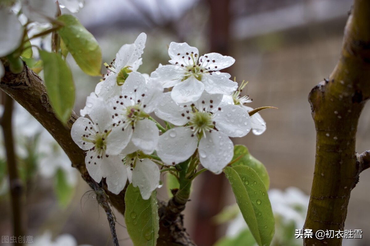 春分节气春雨美词四首：轻风细雨，惜花天气，相次过春分