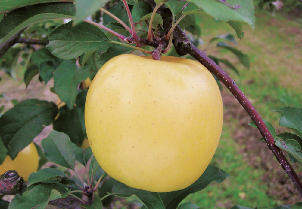 黄色苹果迎来黄金时刻,5个知名黄色苹果品种,你更看好哪一个?