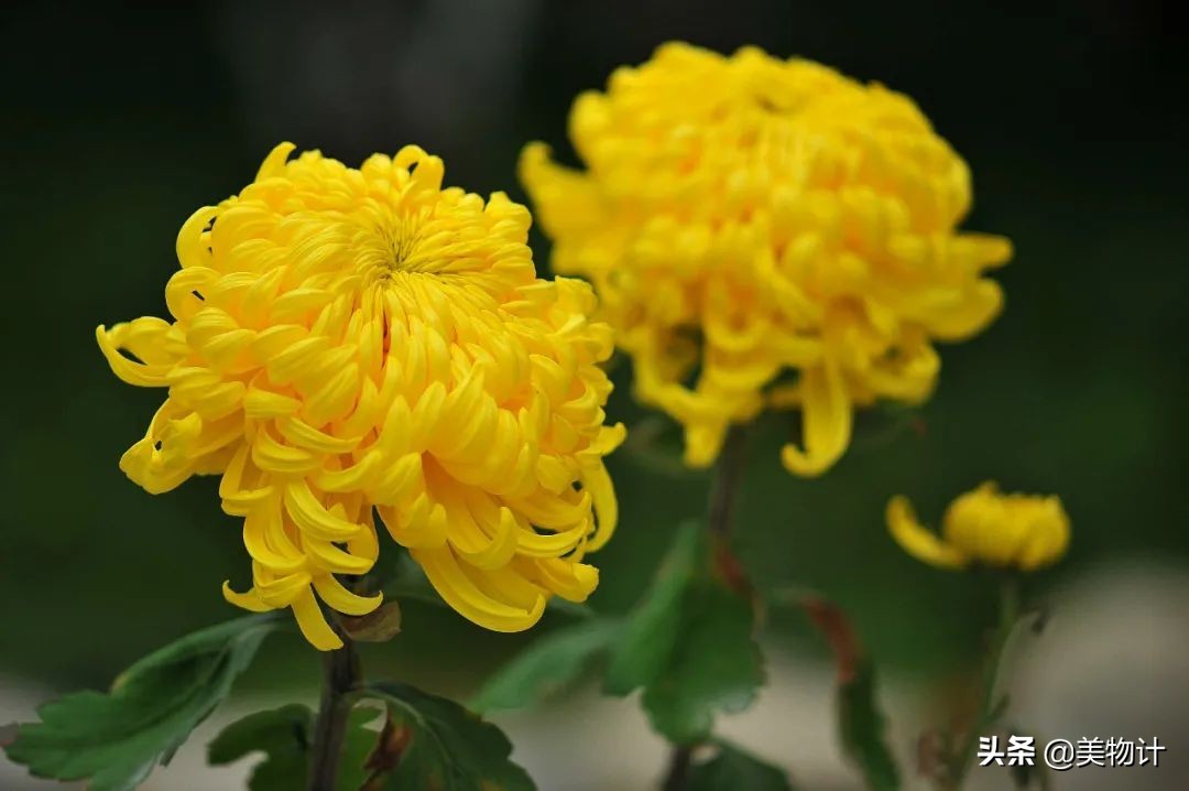 菊花的花语和寓意（一文了解菊花象征的含义）