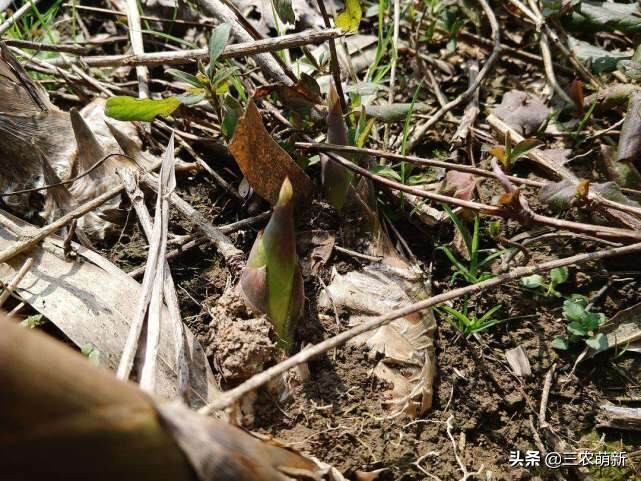 帶你認識16種不同的野菜,附帶圖片和吃法,若見到請珍惜