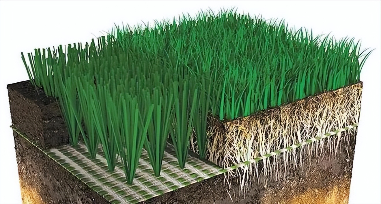 世界杯草皮是真草吗（光灌溉耗资10亿美元！在沙漠里打造世界杯草坪有多难？）