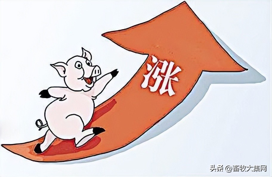 广东今日猪价全国猪价「广东温氏今日最新猪价」