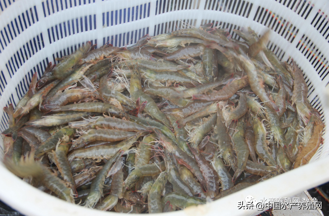 鱖魚黃顙魚雄起！黑魚鱸魚草魚很慘，對蝦鮰魚鯽魚牛蛙也跌價了！