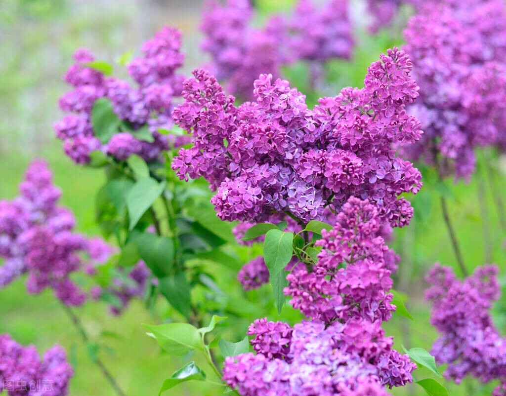 桃花先开还是梨花先开（春风绽百花各种花开放的顺序）