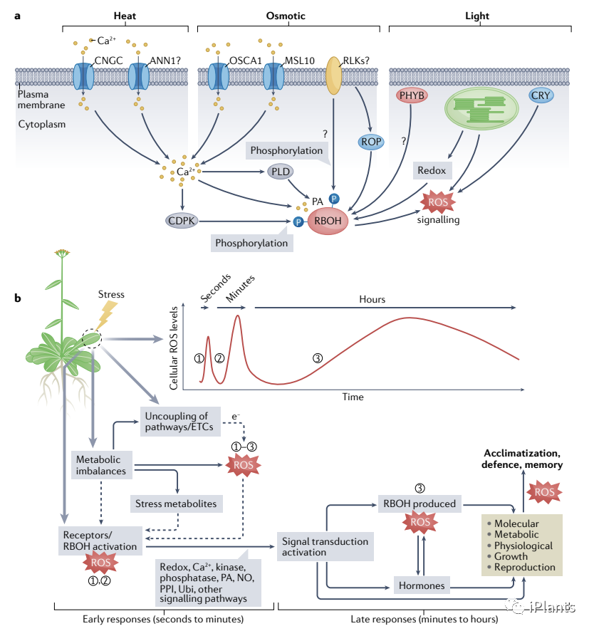 「NatureIF 113.9 」全面综述植物应激反应中 ROS 信号传导的研究进展