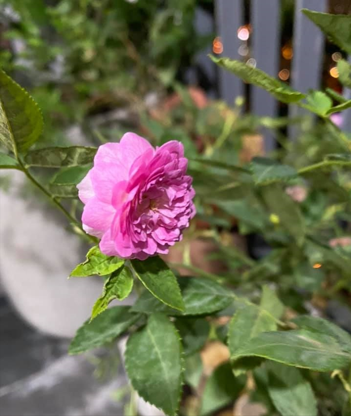 女厂长利用100平方米露台，投资3000块钱，种植了各种干净蔬菜