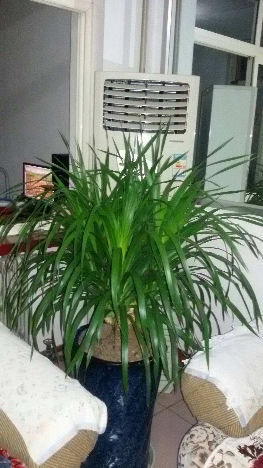 客厅养花讲究大，7种大型花，格调高，寓意好，养人又旺家
