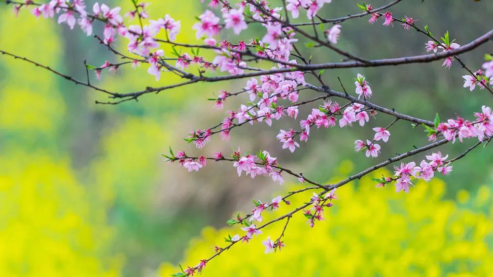 桃花满地唯美图片(庆幸还未火) - 赤虎壹号