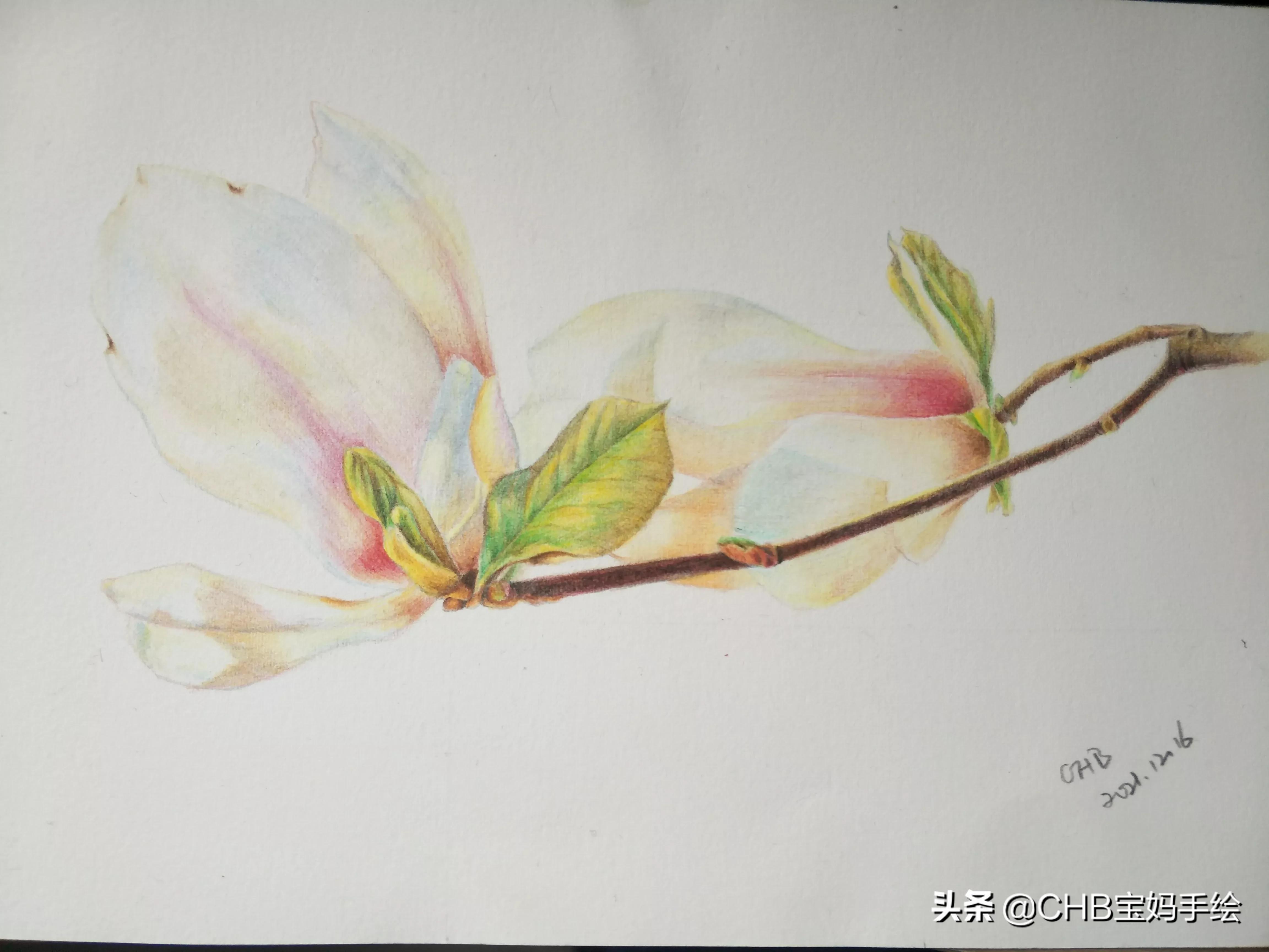 零基础学画画:用彩铅画一只白色的玉兰花,简单易画