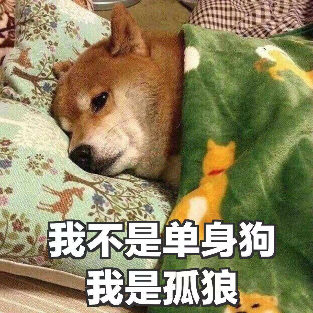 「情人节特别篇」单身狗专属发朋友圈文案,快来领取吧