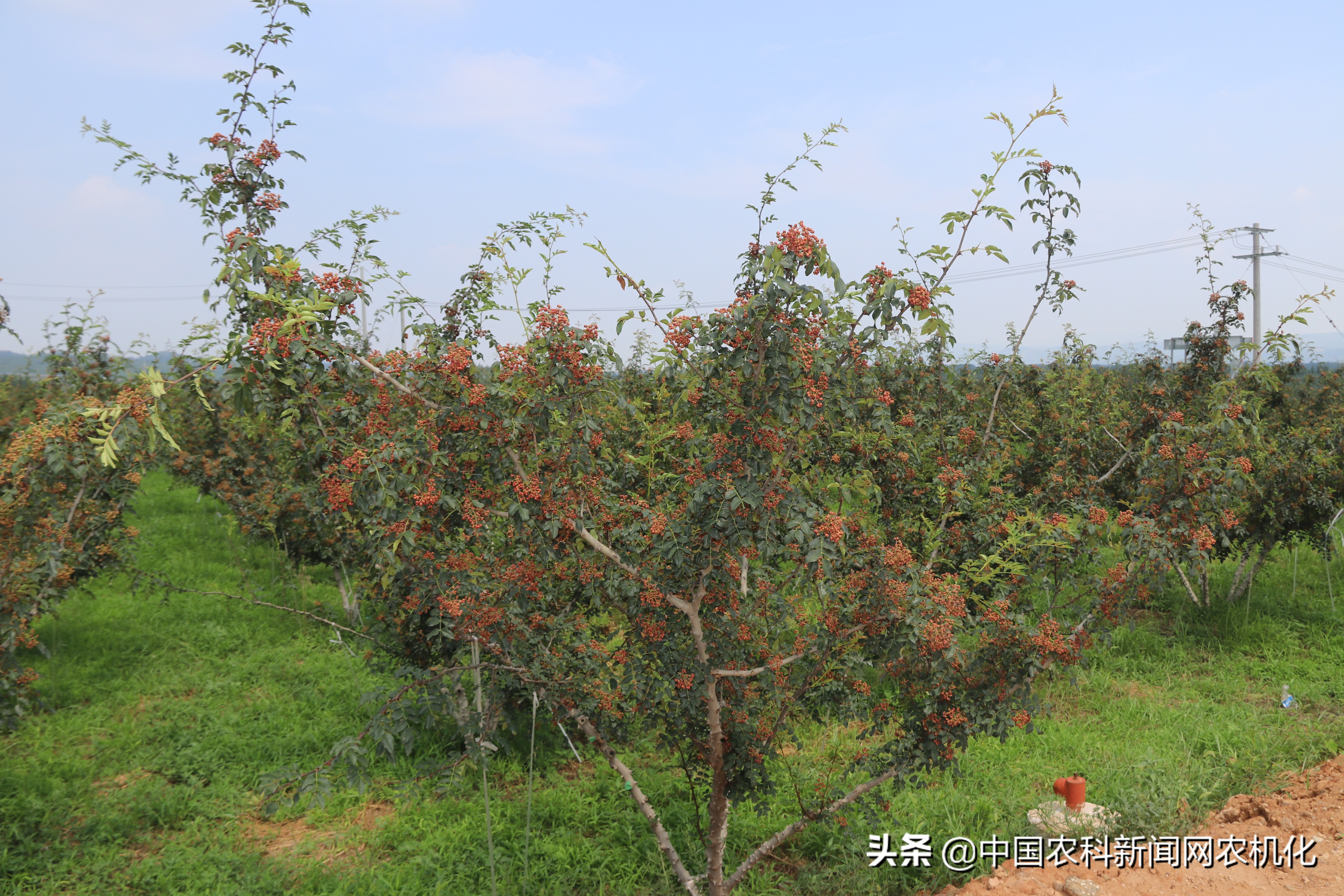 花椒树管理连续剧五｜修剪管理的两个方法：促进与抑制