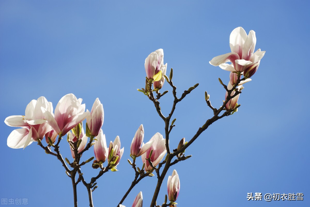 ​早春木笔花开明丽美诗六首：木笔初开三两枝，万花国里写春心