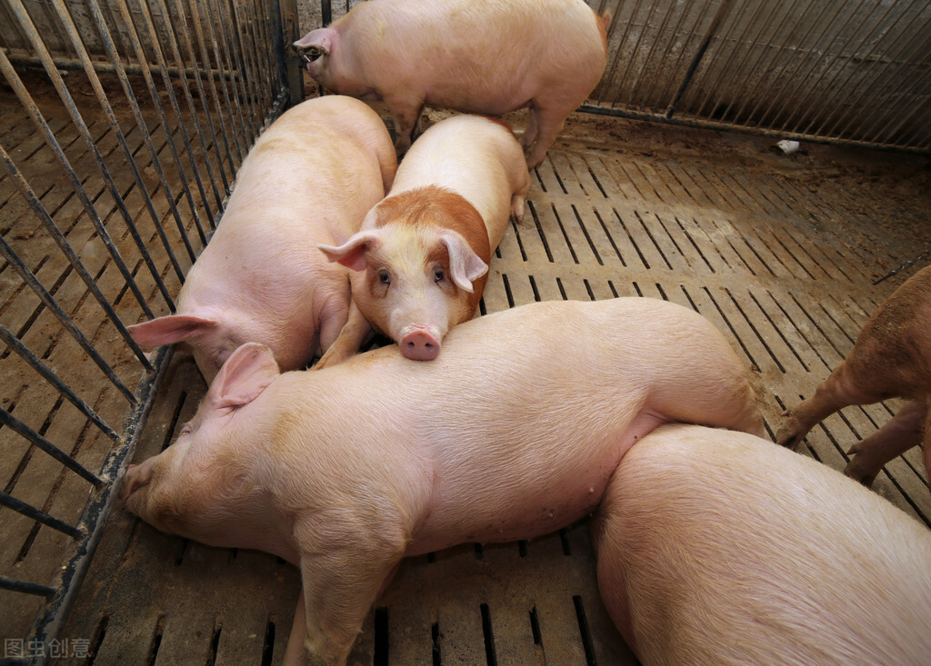 市場普遍缺豬，為何豬價不漲？豬販子總結的“三點”很客觀