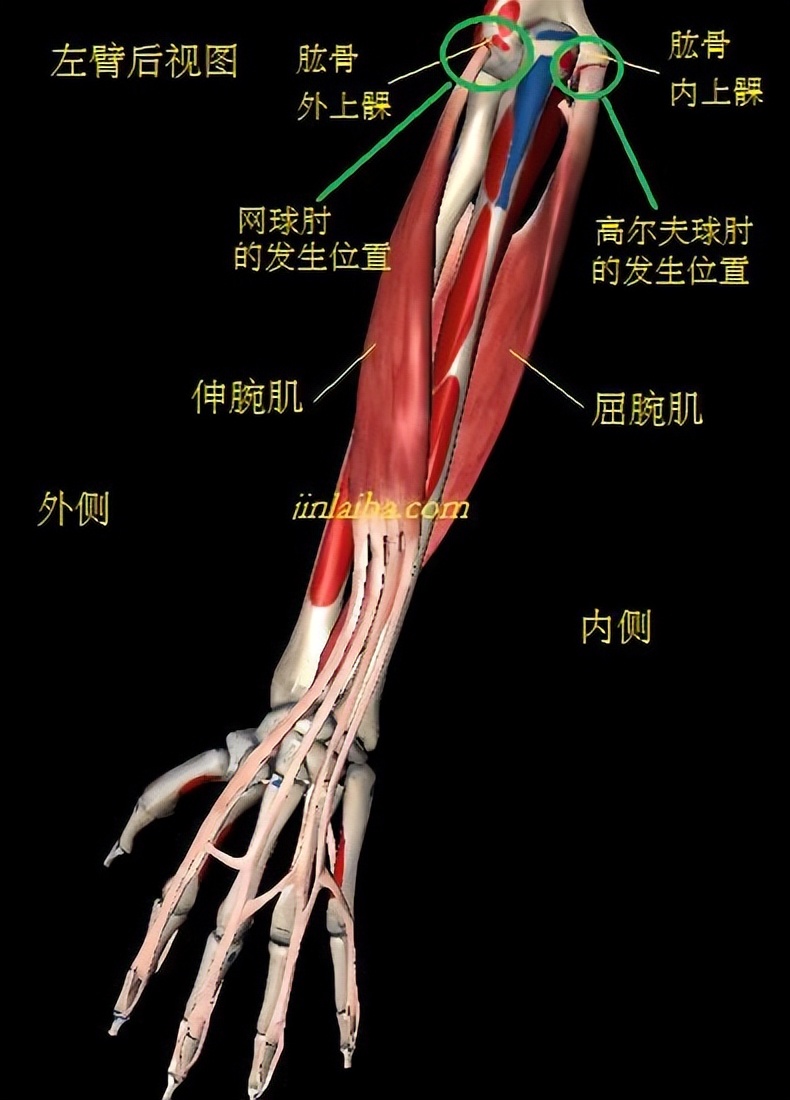 高尔夫网球是什么(高尔夫球肘与网球肘的相同与不同之处)