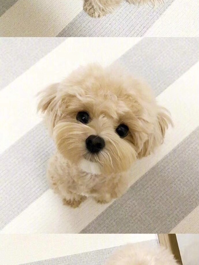 "马尔泰犬"火了!看完这些优点,忍不住想养一只