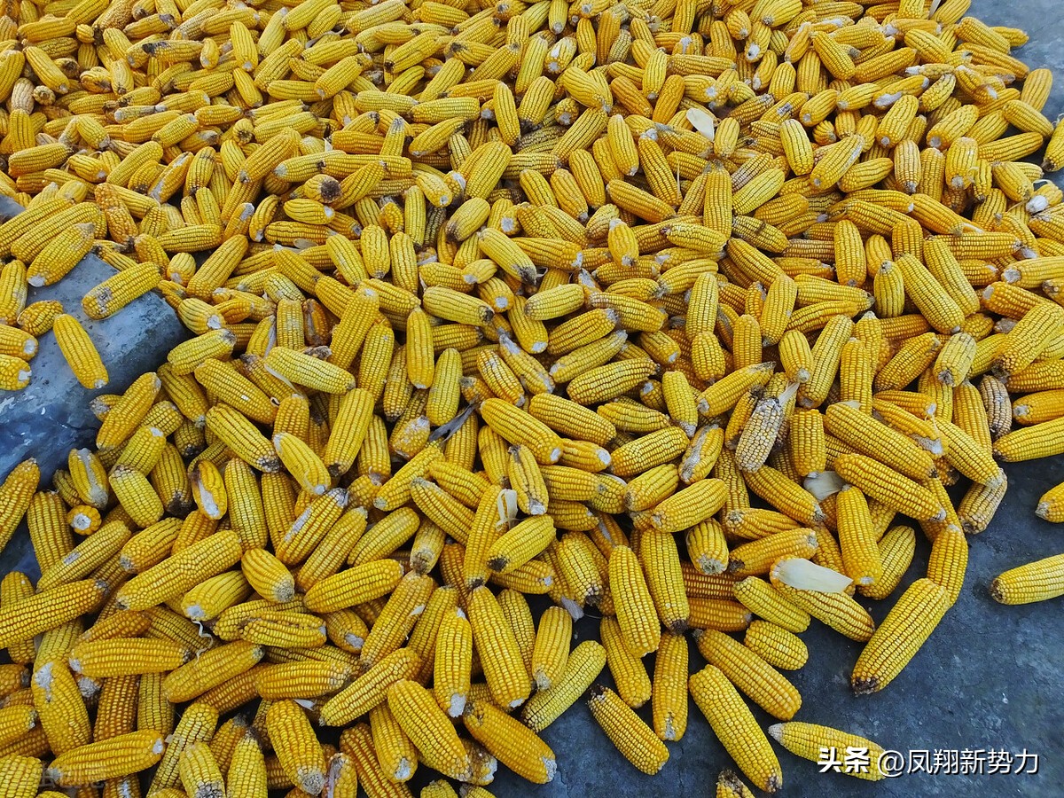 今日凤翔玉米价格「今日全国玉米价格一览表」