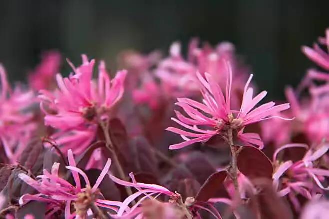 红花檵（jì）木