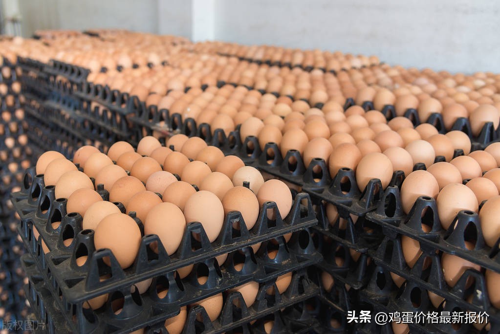 鸡蛋行情报价网今日鸡蛋价格「今日鸡蛋行情报价」