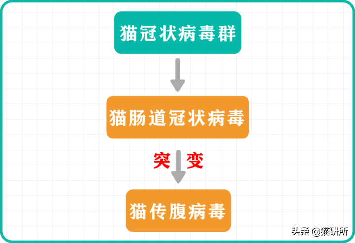 得传腹的猫越来越多？普通家长要了解些什么