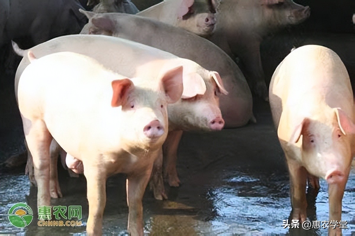 郴州猪价今日猪价格「郴州今日猪价涨跌表图」