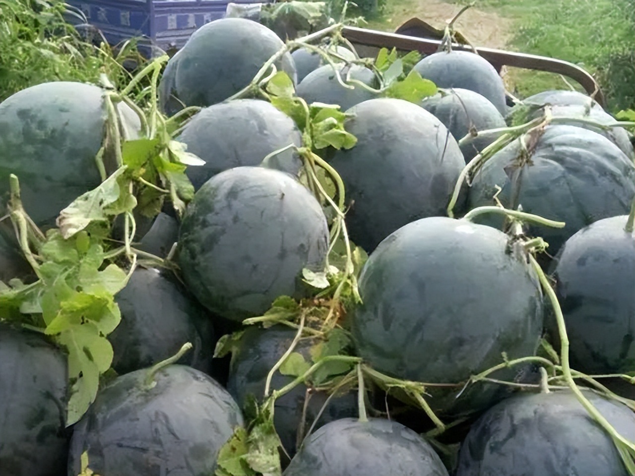 全国吃瓜地图,这些产地,品种你一定要知道