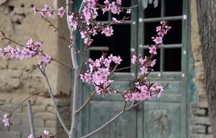 腹有诗书气自华～苏东坡说：槐花黄，应试忙；勤勉读书，未来芬芳