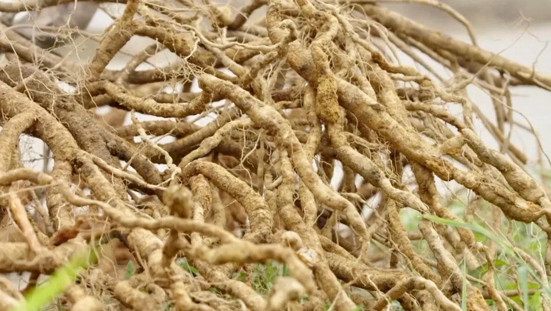 牛大力的药用价值高,为什么种植牛大力却被一些人认为是骗局?