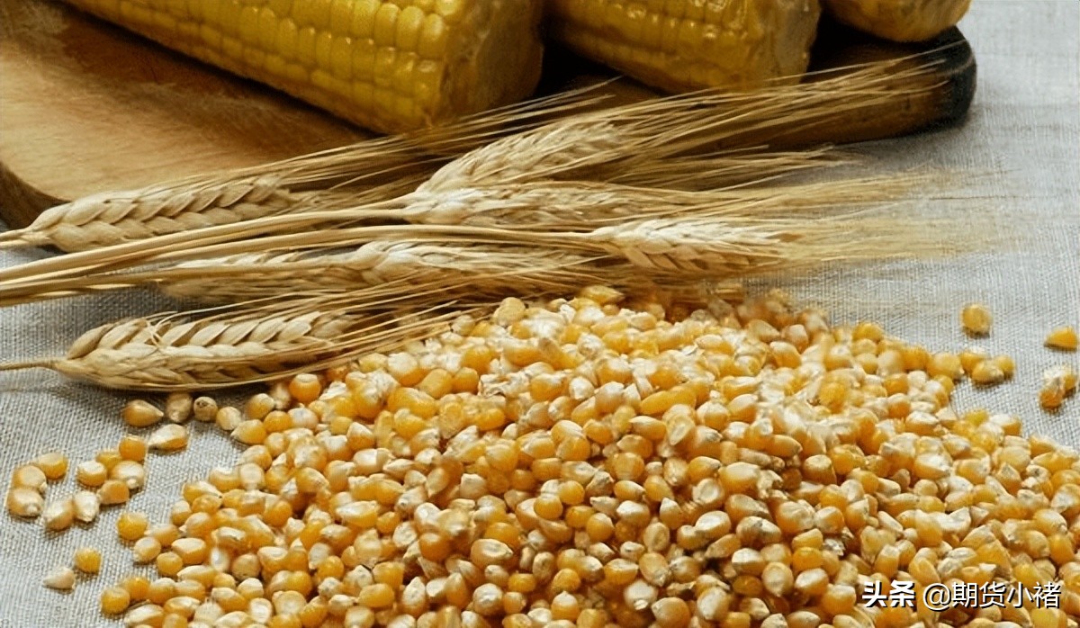 玉米余粮减少,价格偏强震荡,传闻再起,期货企稳,苞米何去何从?