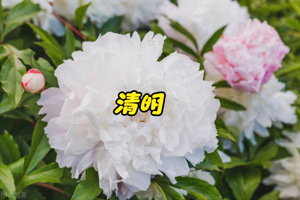 一花一思念，清明细雨花漫天，年年祭扫仙人墓，岁岁感念亲人情