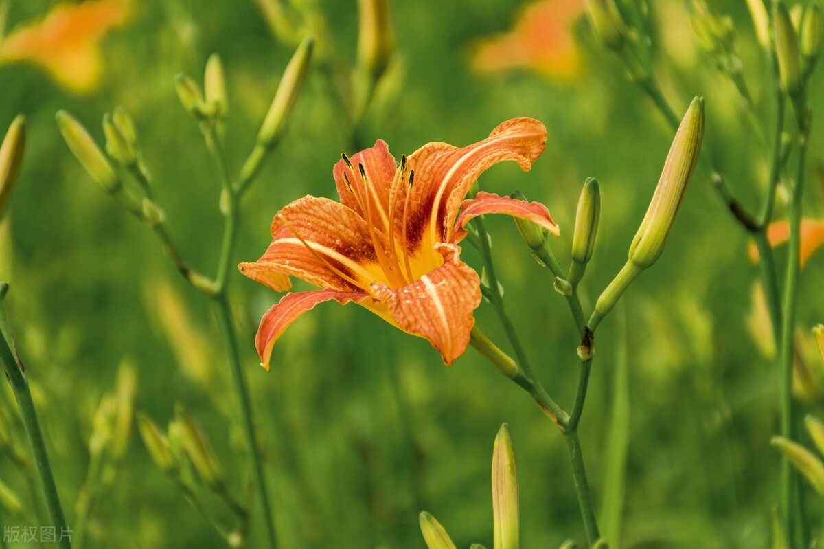 黄花菜的吃法（分享黄花菜4种做法比肉还香）