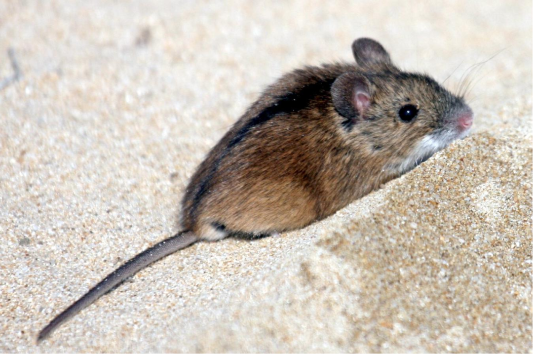 草莓导致「出血热」？西安草莓还能吃吗？