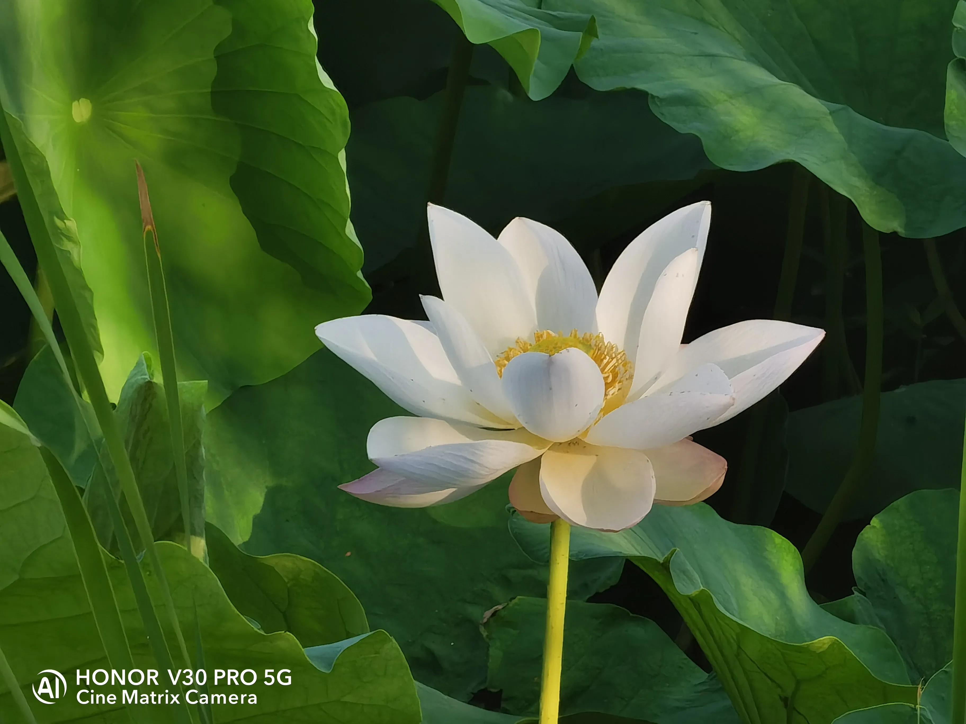 公园荷花开了，走，带着荣耀V30 Pro去拍荷花