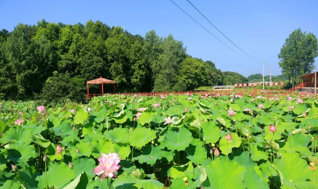 光山县：荷花悄然绽放 迎来最美夏季
