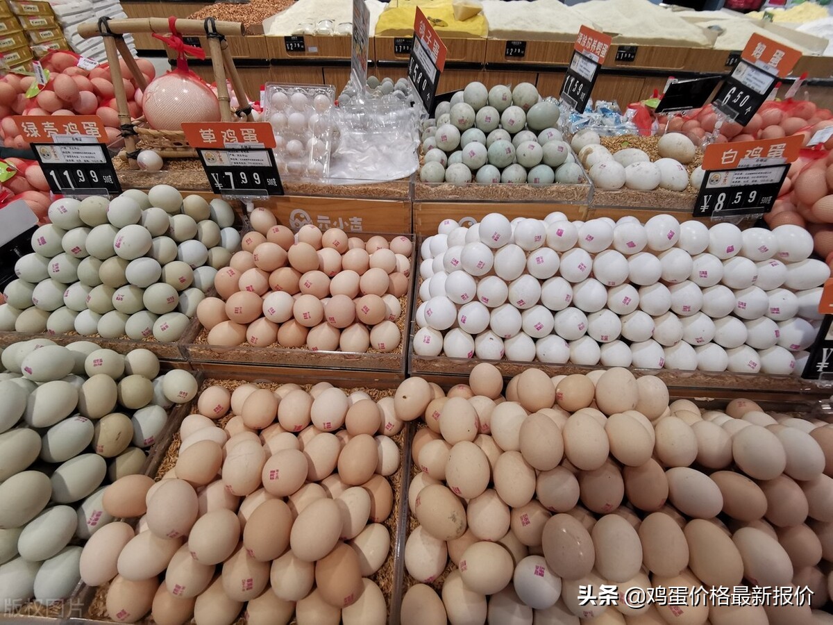 今日唐山淘汰蛋鸡价格「今日山东淘汰蛋鸡价格」