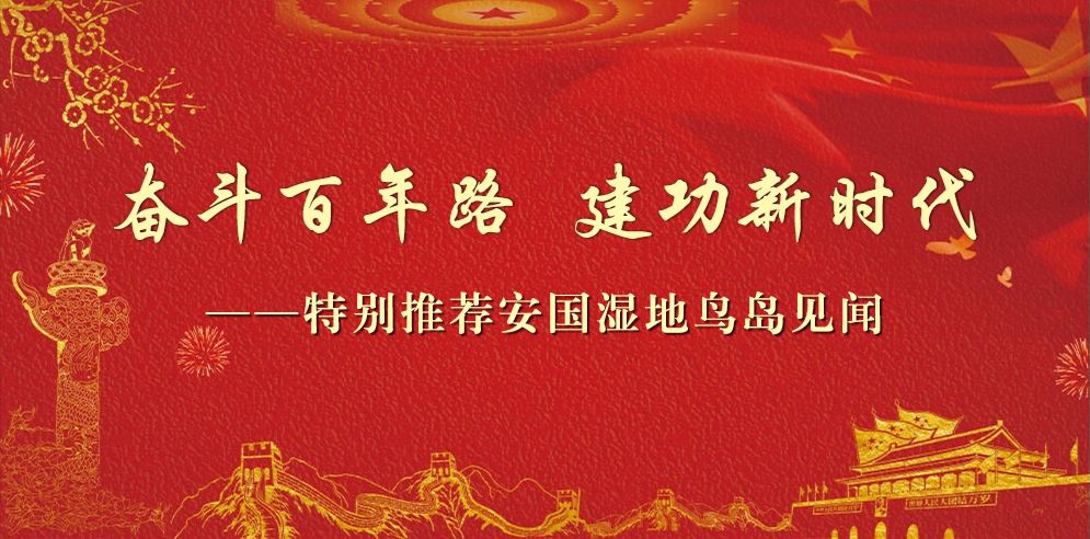 奋斗百年路 建功新时代——特别推荐 鸟的天堂 安国湿地鸟岛见闻