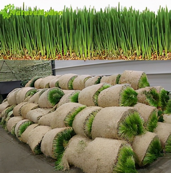 把握机会,大胆尝试会有收获国内很多养殖户看了种植麦芽养牛的视频