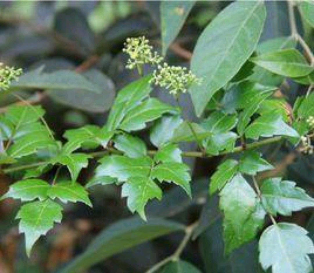 莓茶的功效与作用 莓茶对身体有什么好处-文化号