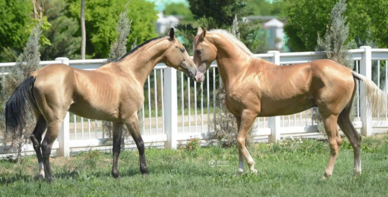 土库曼斯坦名存实亡（土库曼斯坦：亚洲唯一的一个永久中立国，汽油每升一毛钱左右）