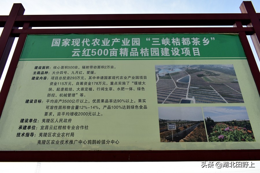 見(jiàn)證一個(gè)柑橘產(chǎn)業(yè)大村——鴉鵲嶺鎮(zhèn)云臺(tái)村回訪小記