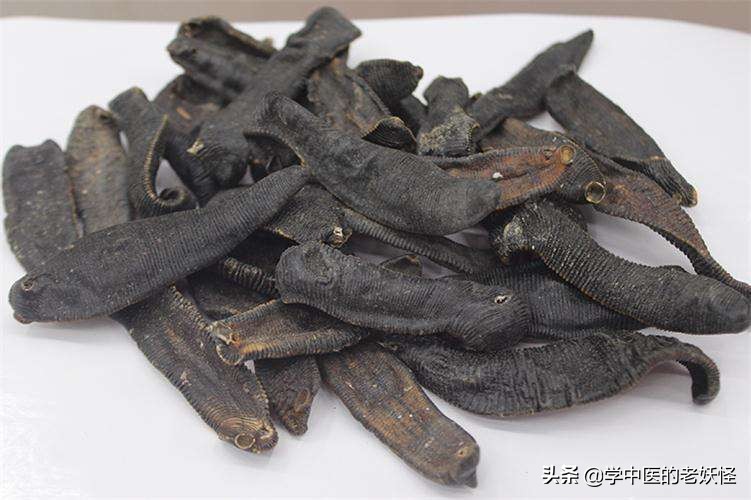 破血通经之水蛭