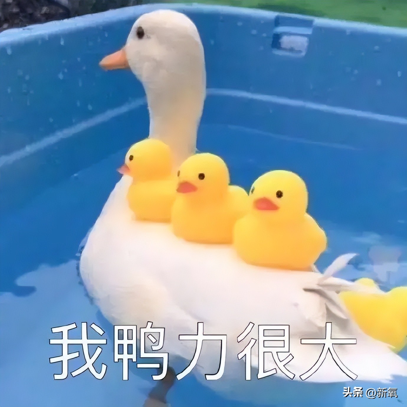 瓦妮莎怎么這么胖（300斤的瓦妮莎胖了？10個超簡單的微習慣，讓你的身材變苗條）
