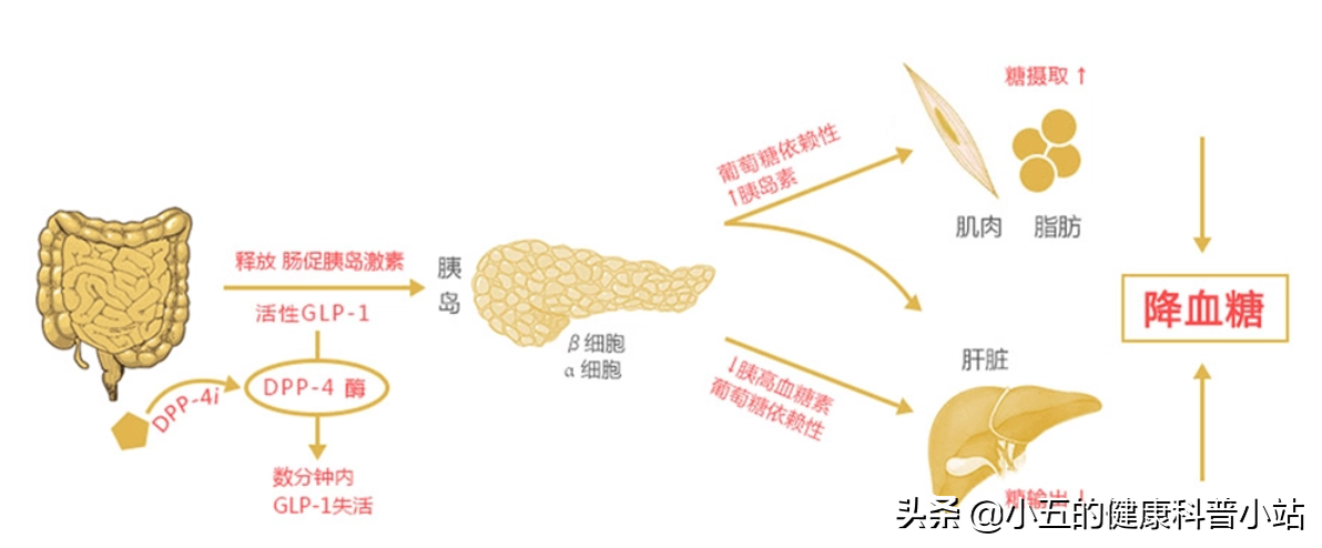 长期糖尿病引起血管损伤怎么办？合理使用4种药物，帮你保护血管