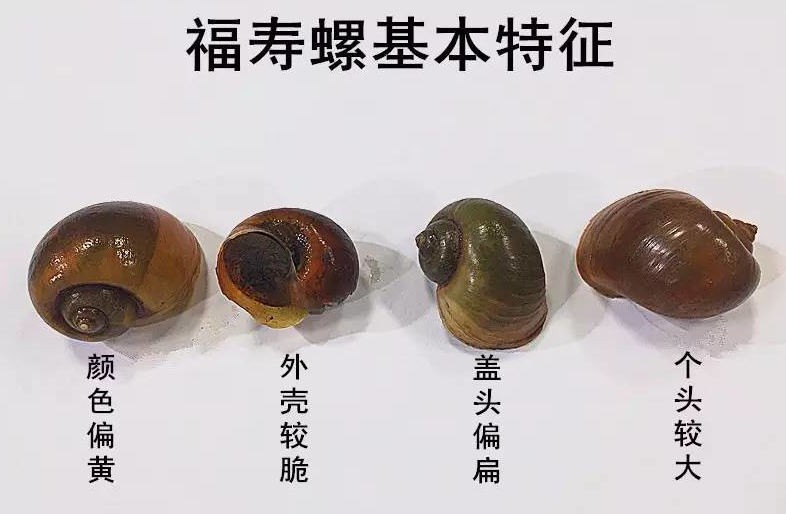 福寿螺到底能不能吃？曾经泛滥成灾的福寿螺，如今为何很少见了？