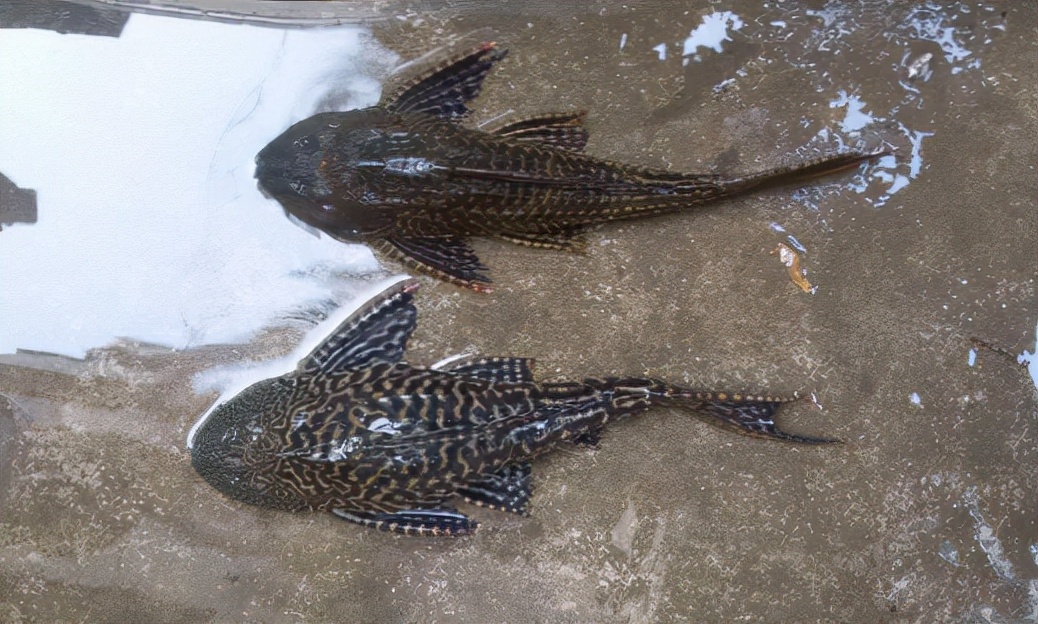 4种堪称最成功的入侵鱼类-入侵鱼类有哪些 - 114知识网