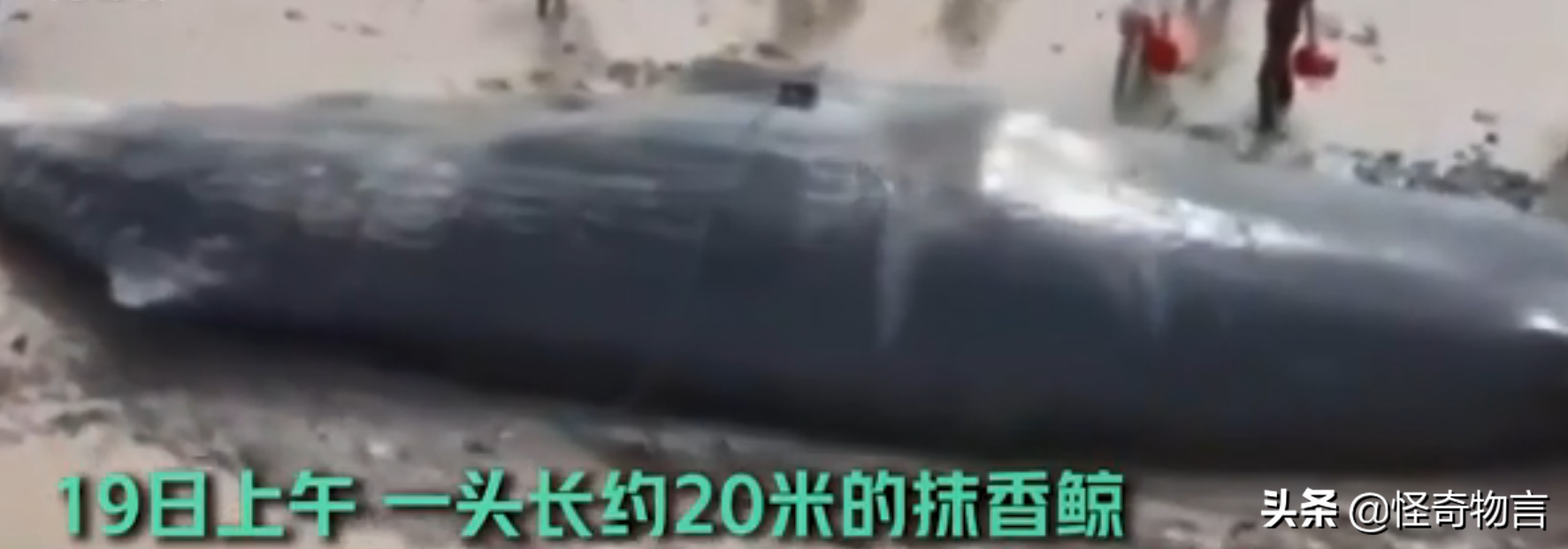 鯨魚為何常年被擱淺，是人為還是自然？如何拯救擱淺的鯨魚？