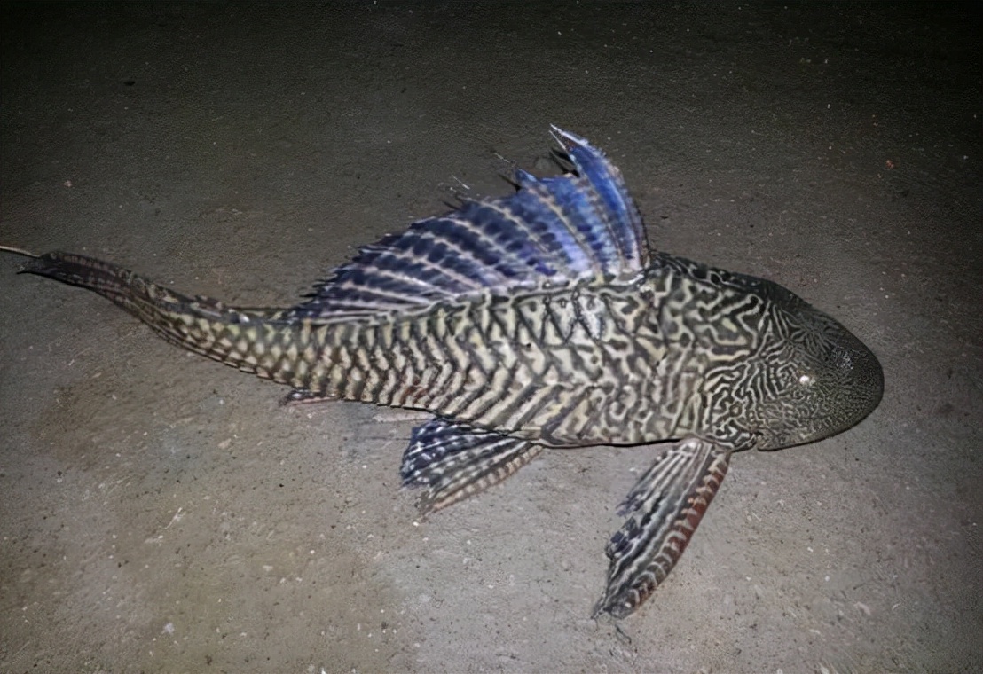 广东河水中出现"僵尸"清道夫,它为何这么强?